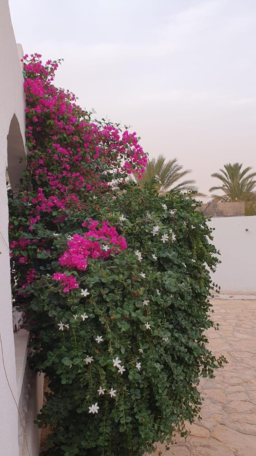 Residence Nour دوز المظهر الخارجي الصورة